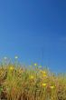 meadow in springtime
