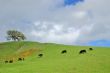 verdant hillside