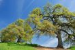 oak trees in spring