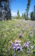 yellowstoen meadow