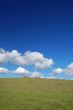sheep grazing on the hillside