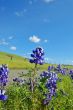 Forest of wildflwers