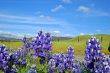 Forest of wildflwers