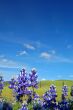 Forest of wildflwers