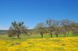 springtime meadow