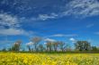 springtime meadow