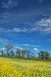 springtime meadow