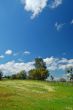 springtime meadow