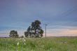springtime meadow