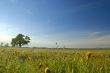 springtime meadow