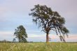 springtime meadow