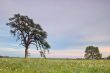 springtime meadow