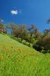 springtime landscape