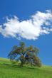 oak tree in spring