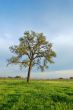 oak tree in spring