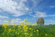 springtime landscape