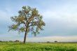 springtime landscape