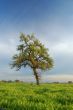 springtime landscape