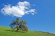 oak tree in spring