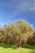 springtime orchard