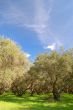 springtime orchard