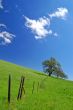 oak tree in spring