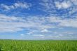 spring field
