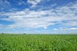 spring field