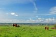 cattle