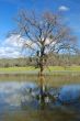 after the flood