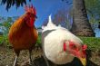 hen and rooster