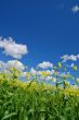 springtime meadow