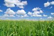 springtime meadow