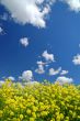 springtime meadow