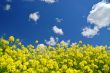 springtime meadow