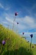 springtime meadow