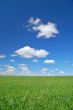 springtime meadow