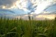 golden field