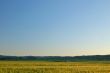 golden field
