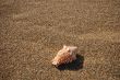 Seashell on the beach