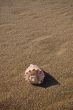 Seashell on the beach