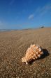 Seashell on the beach