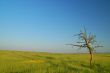 Spring Field