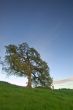 oak trees in spring