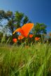 Wildflowers