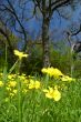 springtime meadow