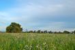 springtime meadow