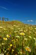 springtime meadow