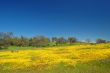 springtime meadow