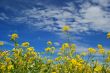 Forest of Flowers